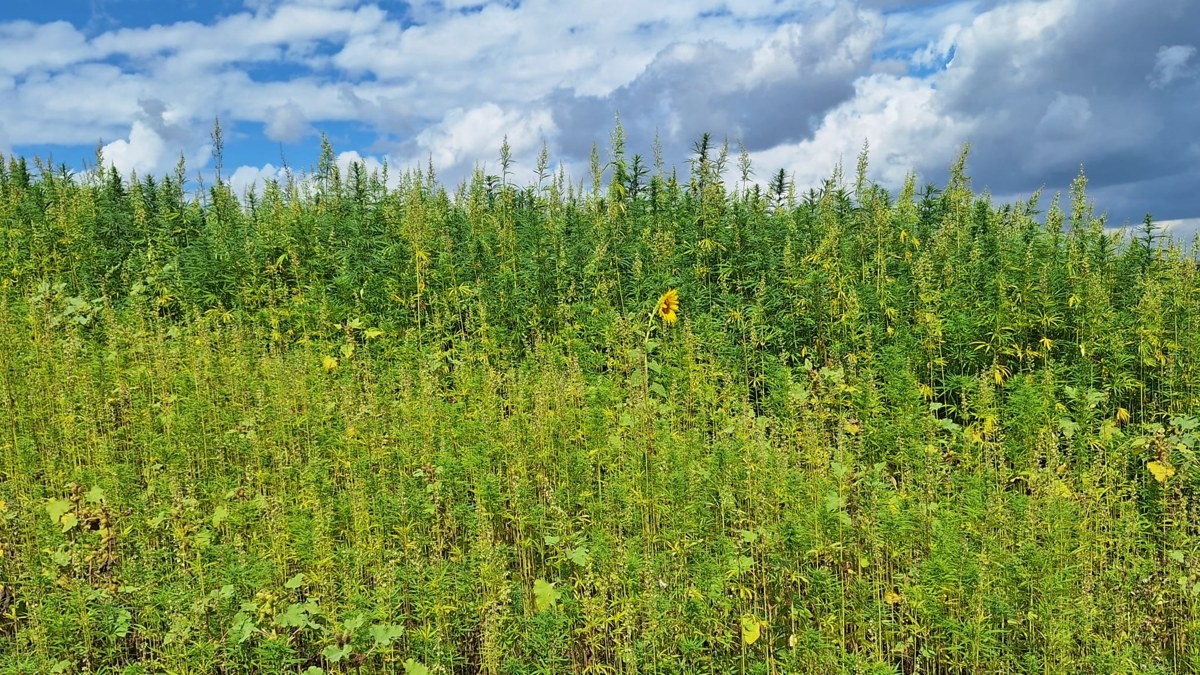 Hemp plants growing in the Moldova hemp and building-material carbon removal project.